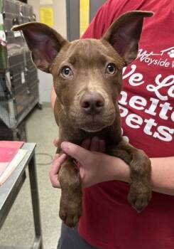 Nutty Buddy -  Mixed Breed Dog for Adoption in Kansas City, Missouri - Nutty Buddy | PetCurious