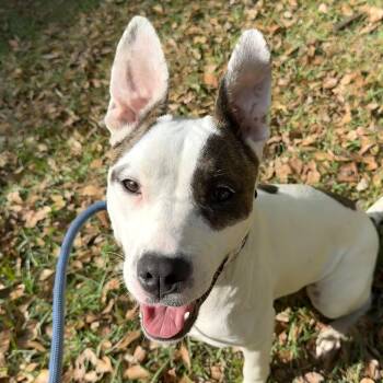 Pit Bull Terrier Dogs Available for Adoption in Columbia, South Carolina - Congaree | PetCurious
