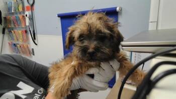 LISA -  Shih Tzu and Mixed Breed Dog for Adoption in Albuquerque, New Mexico - LISA | PetCurious
