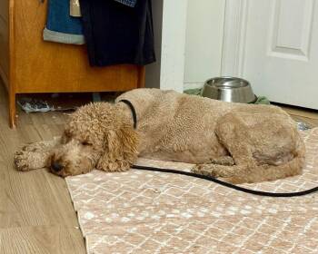 Goldendoodle Dogs Available for Adoption - Winnie | PetCurious