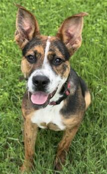 Terrier and Mixed Breed Dogs Available for Adoption in San Antonio, Texas - Basil | PetCurious