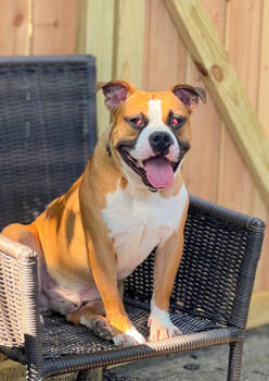 Rescue Mixed Breed Dogs for Adoption in Cincinnati, Ohio - Sideshow Bob | PetCurious