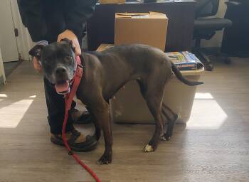 American Staffordshire Terrier Dogs Available for Adoption in Newburgh, New York - Millie | PetCurious