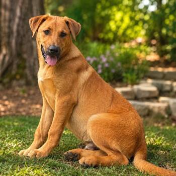 Ranger D46370 -  Shepherd and Mixed Breed Dog for Adoption in Corsicana, Texas - Ranger D46370 | PetCurious