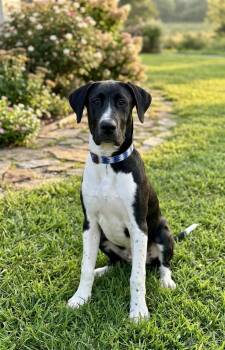 **NAVA** -  Great Dane and Labrador Retriever Dog for Adoption in North Prairie, Wisconsin - **NAVA** | PetCurious