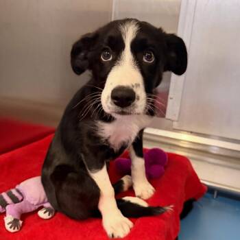 Shakira -  Husky and Mixed Breed Dog for Adoption in Pagosa Springs, Colorado - Shakira | PetCurious