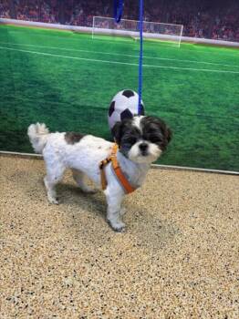GOAC -  Shih Tzu and Mixed Breed Dog for Adoption in Doral, Florida - GOAC | PetCurious
