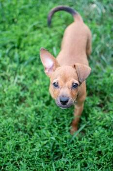 Mushroom -  Chihuahua Dog for Adoption in Germantown, Ohio - Mushroom | PetCurious