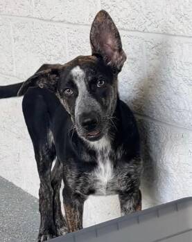 Rescue Bluetick Coonhound Dogs for Adoption in Las Vegas, Nevada - Baby | PetCurious