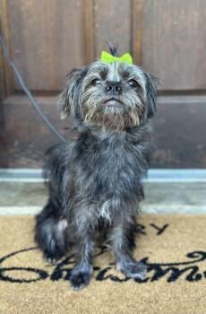 Rescue Shih Tzu and Mixed Breed Dogs for Adoption in Tacoma, Washington - Olive | PetCurious