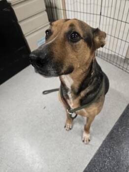 Minnie -  German Shepherd Dog and Mixed Breed Dog for Adoption in Roseville, California - Minnie | PetCurious