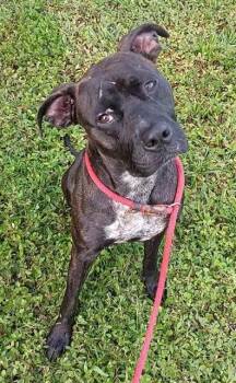American Staffordshire Terrier Dogs Available for Adoption in Fort Lauderdale, Florida - TITANIA | PetCurious