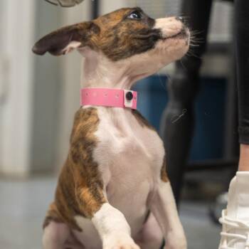 Aquarius -  Hound and Mixed Breed Dog for Adoption in Pawling, New York - Aquarius | PetCurious