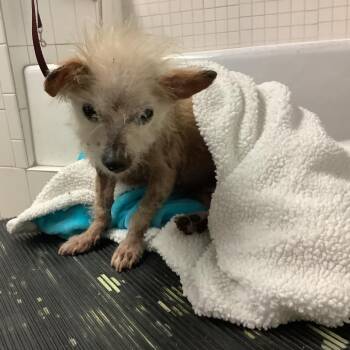 IVHS-Stray-142105 -  Terrier Dog for Adoption in San Gabriel, California - IVHS-Stray-142105 | PetCurious
