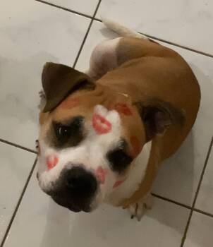 Rescue American Bulldog and Pit Bull Terrier Dogs for Adoption in Carolina, Carolina - Momma - Your Future Soul Dog | PetCurious