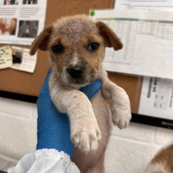Sadie -  Shepherd and Mixed Breed Dog for Adoption in Edinburg, Texas - Sadie | PetCurious