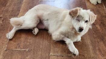Sadie -  Golden Retriever Dog for Adoption in Hanover, Pennsylvania - Sadie | PetCurious