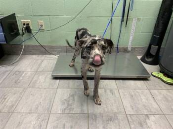 Catahoula Leopard Dog and Mixed Breed Dogs Available for Adoption in Grand Prairie, Texas - BONK | PetCurious