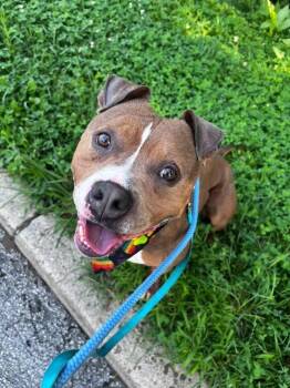 Courtney -  Mixed Breed Dog for Adoption in Cincinnati, Ohio - Courtney | PetCurious