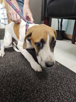 Hogarth -  Mixed Breed Dog for Adoption in Mobile, Alabama - Hogarth | PetCurious
