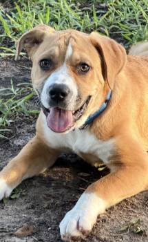 Queenie --Courtesy Post. Out of town pet. See below for details- -  Pit Bull Terrier Dog for Adoption in Eagle, Idaho - Queenie --Courtesy Post. Out Of Town Pet. See Below For Details- | PetCurious