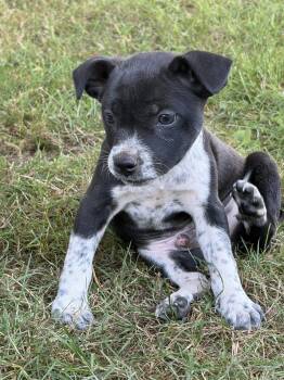 Tillamook -  Chihuahua Dog for Adoption in Vancouver, Washington - Tillamook | PetCurious