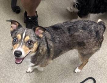 Pluto -  Mixed Breed Dog for Adoption in Palm Coast, Florida - Pluto | PetCurious