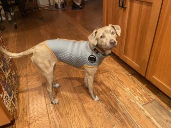 Jack Russell Terrier Dogs Available for Adoption - Luna  | PetCurious