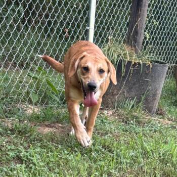 Dottie -  Redbone Coonhound and Mixed Breed Dog for Adoption in Blairsville, Georgia - Dottie | PetCurious