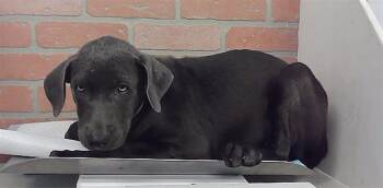 CHARLOTTE -  Staffordshire Bull Terrier and Mixed Breed Dog for Adoption in Houston, Texas - CHARLOTTE | PetCurious