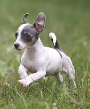 Jackson -  Chihuahua Dog for Adoption in Mechanicsburg, Pennsylvania - Jackson | PetCurious