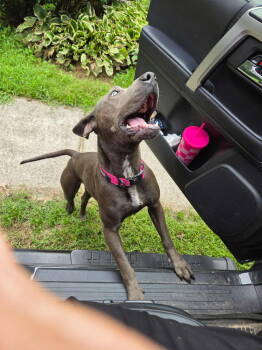 Rescue Staffordshire Bull Terrier and Shar Pei Dogs for Adoption in Gillsville, Georgia - Jess | PetCurious