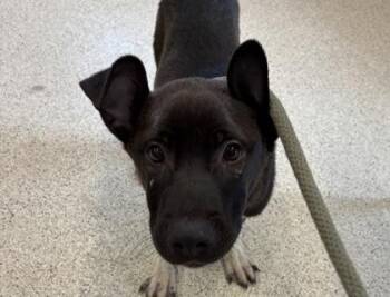 Peridot -  Mixed Breed Dog for Adoption in Lafayette, Indiana - Peridot | PetCurious
