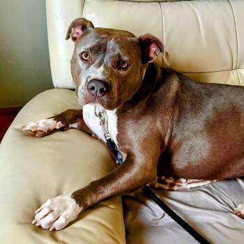 Noa -  American Staffordshire Terrier Dog Available for Adoption in Harlingen, Texas - Noa | PetCurious