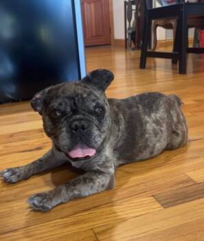 Darla -  French Bulldog Dog for Adoption in Murrieta, California - Darla | PetCurious