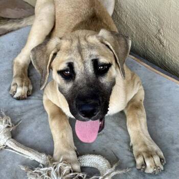 Poppy -  Anatolian Shepherd and Mixed Breed Dog for Adoption in Riverside, California - Poppy | PetCurious