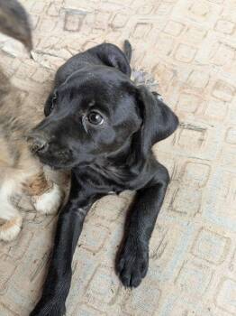 Gigi -  Terrier Dog for Adoption in Tucson, Arizona - Gigi | PetCurious