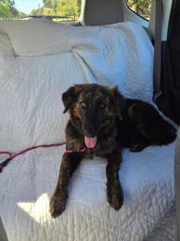 Victoria -  German Shepherd Dog Dog for Adoption - Victoria | PetCurious