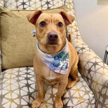 Dachshund and Labrador Retriever Dogs Available for Adoption in Friendswood, Texas - Sissy Girl The Little Love Bug Socialite | PetCurious