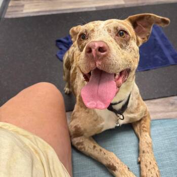 Mya -  Catahoula Leopard Dog and Mixed Breed Dog for Adoption in Blairsville, Georgia - Mya | PetCurious