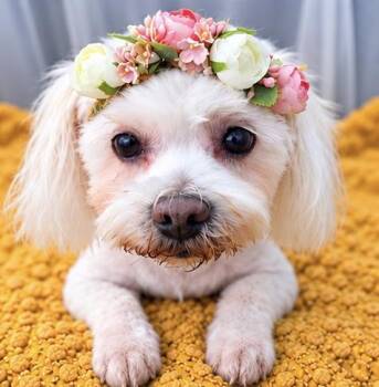 Missy Lou -  Maltese and Shih Tzu Dog for Adoption in Foley, Alabama - Missy Lou | PetCurious