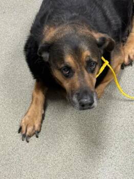 BRADY -  German Shepherd Dog and Mixed Breed Dog for Adoption in Las Vegas, Nevada - BRADY | PetCurious