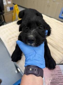 Potato Salad -  Standard Poodle Dog for Adoption in Sacramento, California - Potato Salad | PetCurious