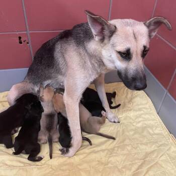 Cedar Leelee (mom) -  German Shepherd Dog and Mixed Breed Dog for Adoption in Denver, Colorado - Cedar Leelee (mom) | PetCurious