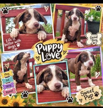 Marigold, samwise, mirabella -  Terrier Dog for Adoption in Seaside Heights, New Jersey - Marigold, Samwise, Mirabella | PetCurious