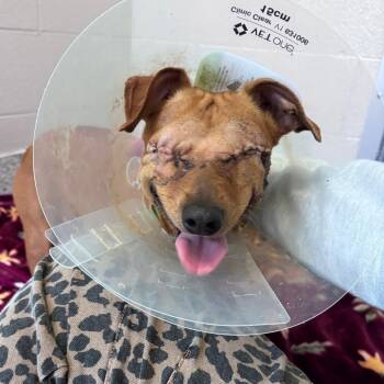 Moose -  Miniature Pinscher Dog for Adoption in Fort Wayne, Indiana - Moose | PetCurious