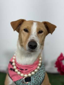 Bonny-One of our Amazing Rescue Dogs -  Shepherd and Jack Russell Terrier Dog for Adoption in Carlsbad, California - Bonny-One Of Our Amazing Rescue Dogs | PetCurious