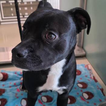 Boxer and Mixed Breed Dogs Available for Adoption - Draymond | PetCurious