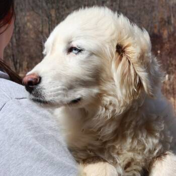 Great Pyrenees and Husky Dogs Available for Adoption - CT Artemis | PetCurious