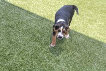 Joseph -  Mixed Breed Dog for Adoption in Kenansville, North Carolina - Joseph | PetCurious